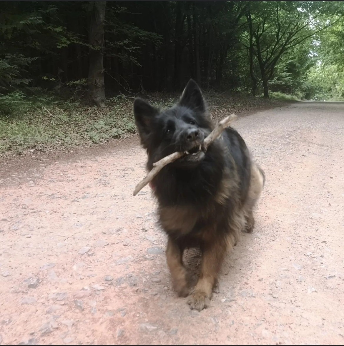 Ellie – Norfolk